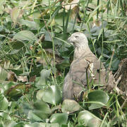 Grey-headed Fish Eagle