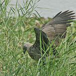 Pygargue à tête grise