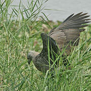 Grey-headed Fish Eagle