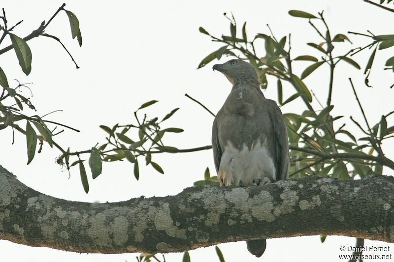 Grey-headed Fish Eagle, habitat