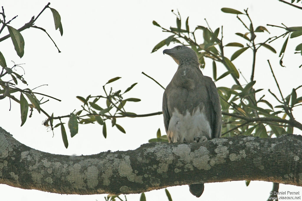 Pygargue à tête grise, habitat