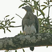 Grey-headed Fish Eagle