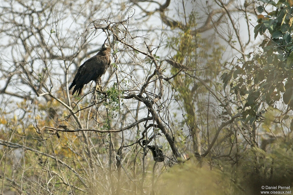 Pallas's Fish Eagleimmature