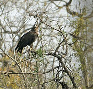 Pallas's Fish Eagle