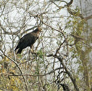 Pallas's Fish Eagle