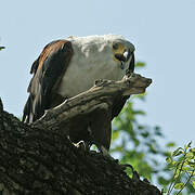 African Fish Eagle