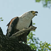 African Fish Eagle