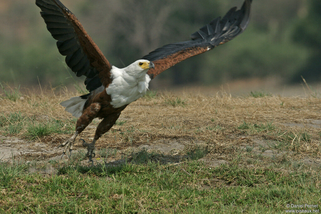 African Fish Eagleadult, Flight