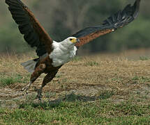 African Fish Eagle