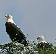 African Fish Eagle