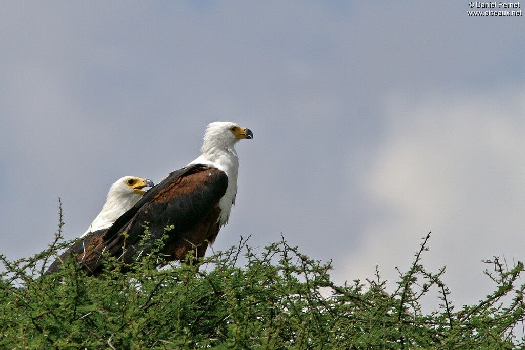 African Fish Eagle adult, identification