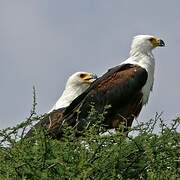 African Fish Eagle