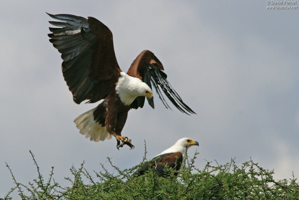 African Fish Eagle adult, Behaviour