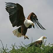 African Fish Eagle