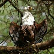 African Fish Eagle