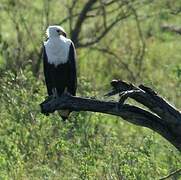 African Fish Eagle