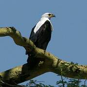 African Fish Eagle