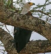 African Fish Eagle