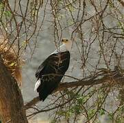 African Fish Eagle