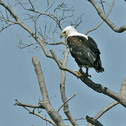 African Fish Eagle