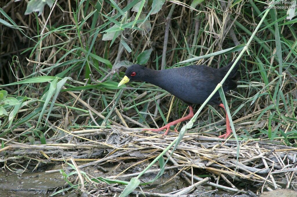 Black Crake, identification