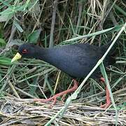 Black Crake