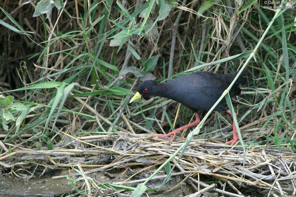 Black Crake, identification