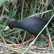 Black Crake