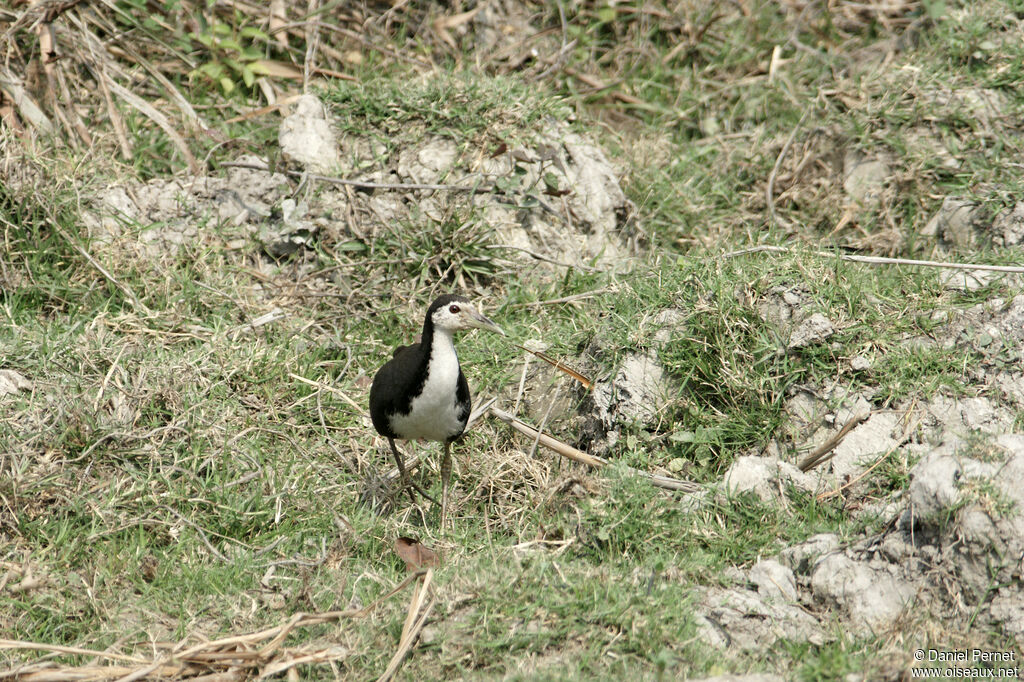 White-breasted Waterhenadult, identification, habitat, walking