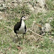 White-breasted Waterhen