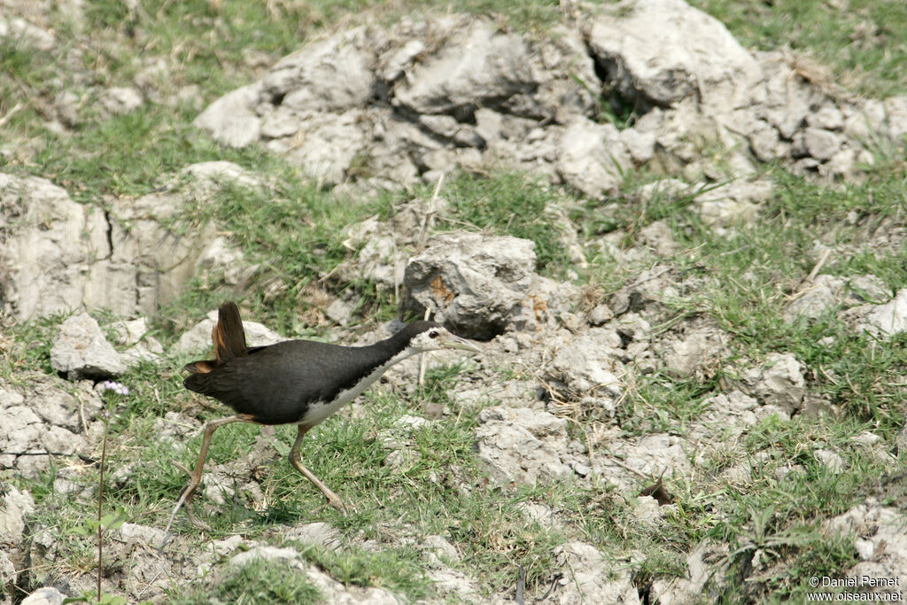 White-breasted Waterhen, habitat, walking