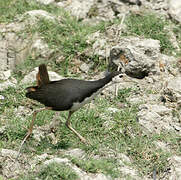 White-breasted Waterhen