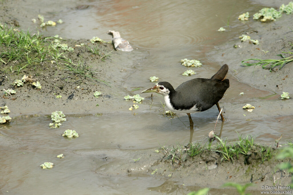 White-breasted Waterhenadult, identification, habitat, walking