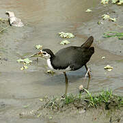 White-breasted Waterhen