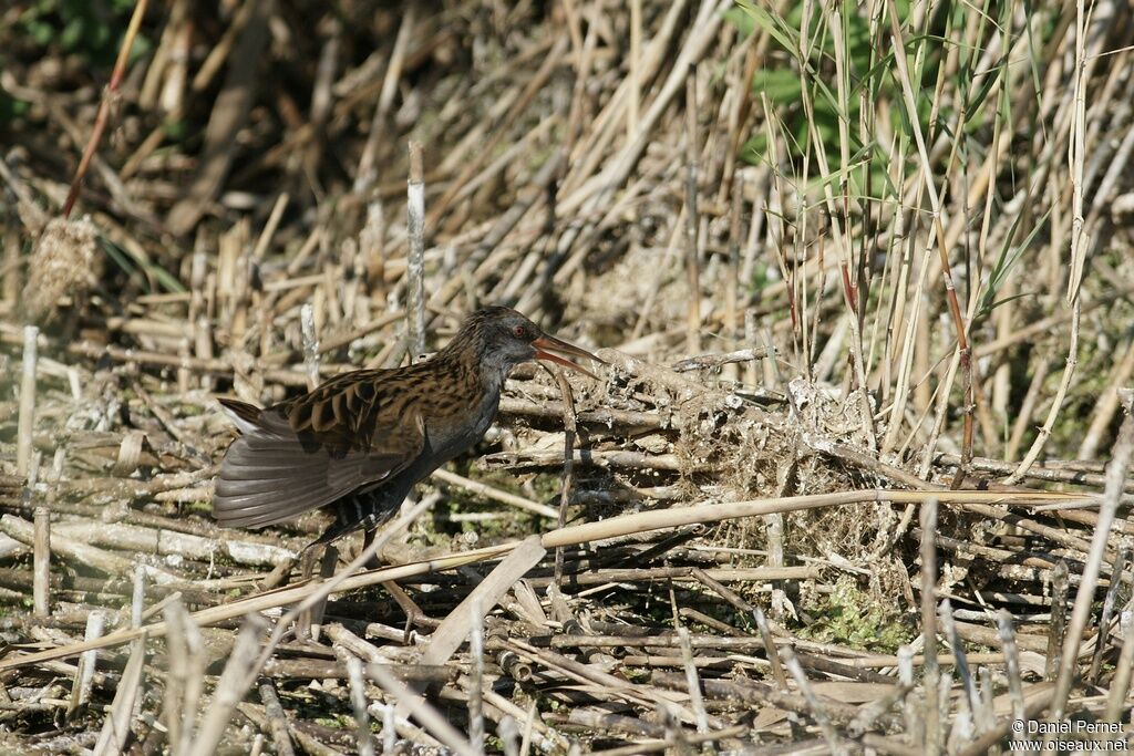 Water Rail male adult, identification, Behaviour