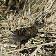 Water Rail