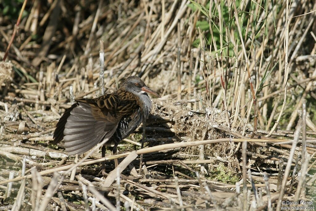 Water Rail male adult, identification, Behaviour