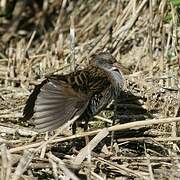 Water Rail