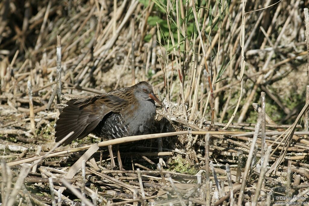 Water Rail male adult, identification, Behaviour