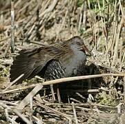 Water Rail