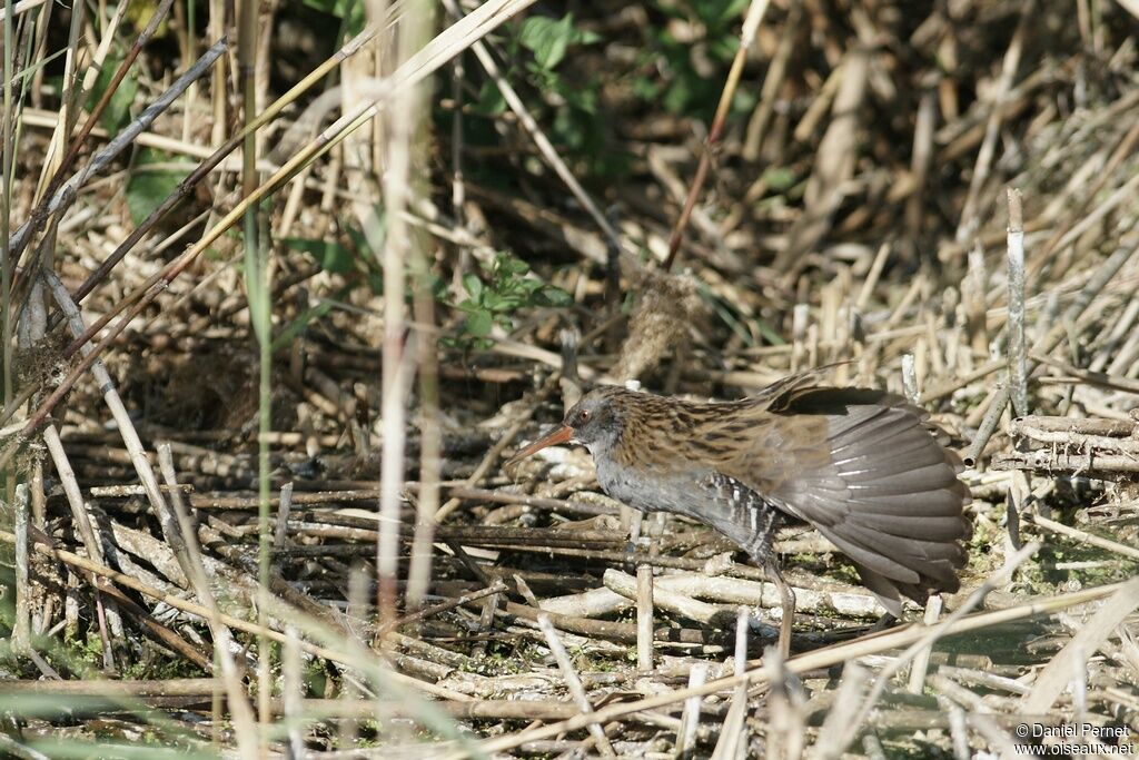 Râle d'eau mâle adulte, identification, Comportement