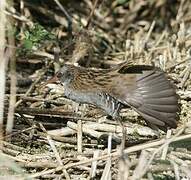 Water Rail