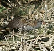 Water Rail