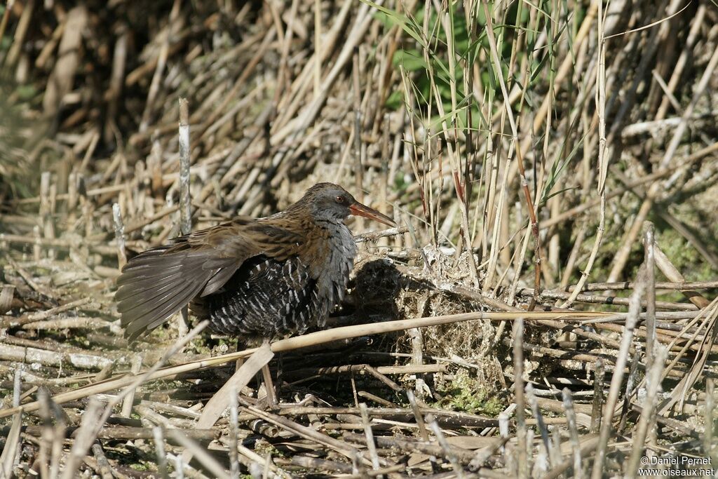 Water Rail male adult, identification, Behaviour