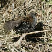 Water Rail