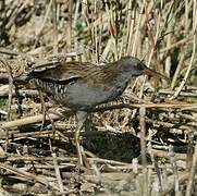 Water Rail