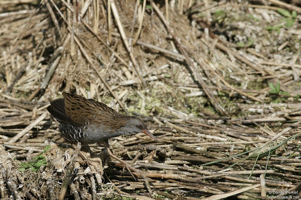 Water Rail male adult, Behaviour