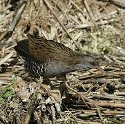 Water Rail