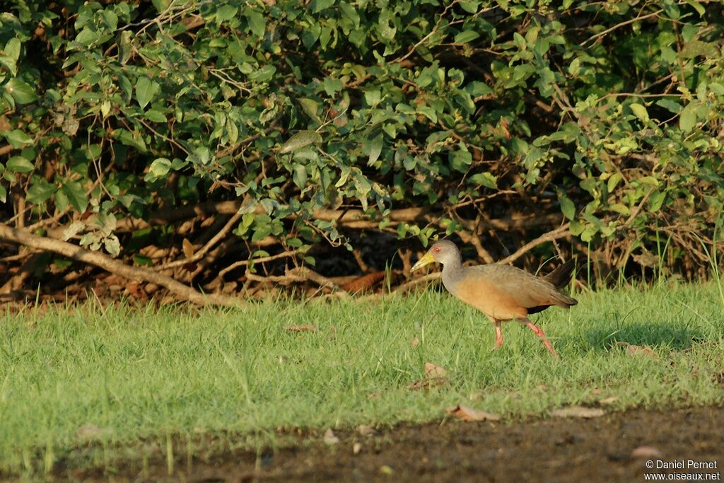 Grey-cowled Wood Railadult, identification