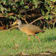 Grey-necked Wood Rail